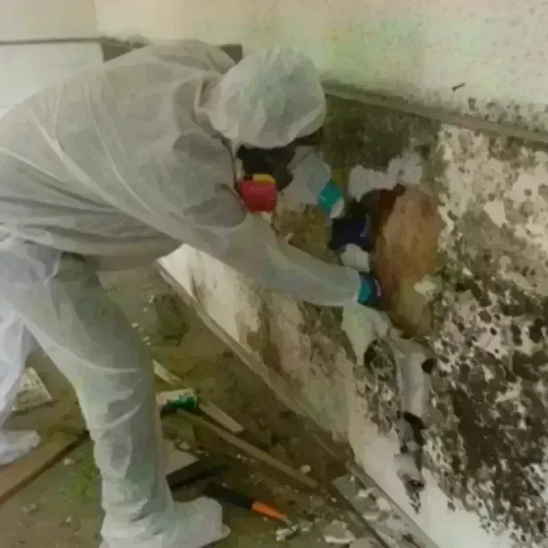 Mold Remediation and Removal in Polk County, NC